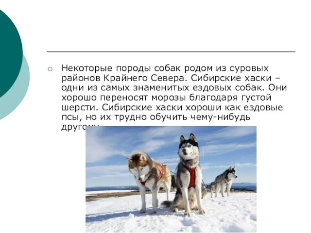 Некоторые породы собак родом из суровых районов Крайнего Севера. Сибирские