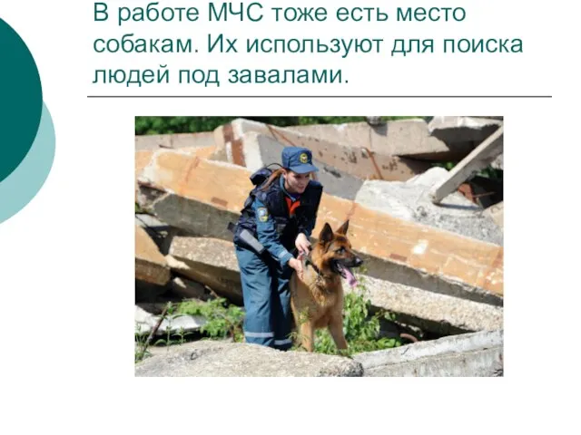 В работе МЧС тоже есть место собакам. Их используют для поиска людей под завалами.