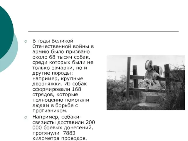 В годы Великой Отечественной войны в армию было призвано около 68 тысяч собак,