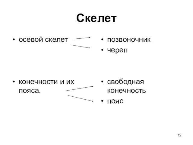 Скелет осевой скелет конечности и их пояса. позвоночник череп свободная конечность пояс