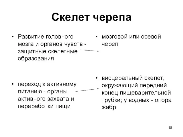 Скелет черепа Развитие головного мозга и органов чувств - защитные