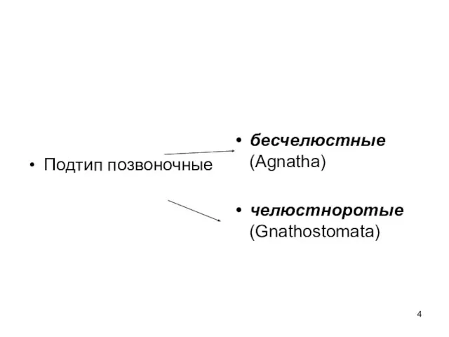 Подтип позвоночные бесчелюстные (Agnatha) челюстноротые (Gnathostomata)