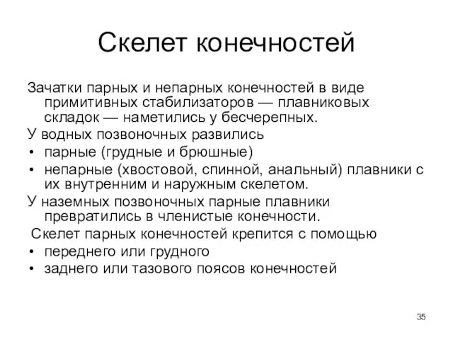 Скелет конечностей Зачатки парных и непарных конечностей в виде примитивных