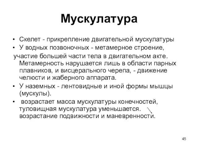 Мускулатура Скелет - прикрепление двигательной мускулатуры У водных позвоночных -