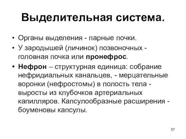 Выделительная система. Органы выделения - парные почки. У зародышей (личинок)