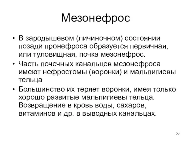 Мезонефрос В зародышевом (личиночном) состоянии позади пронефроса образуется первичная, или