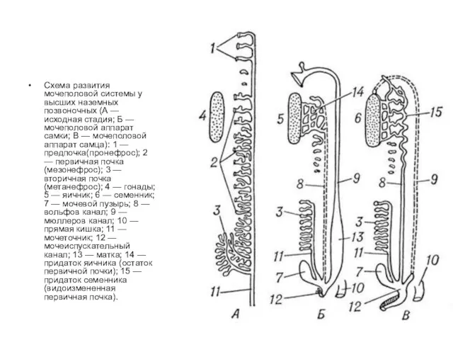 Схема развития мочеполовой системы у высших наземных позвоночных (А —