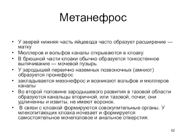 Метанефрос У зверей нижняя часть яйцевода часто образует расширение —