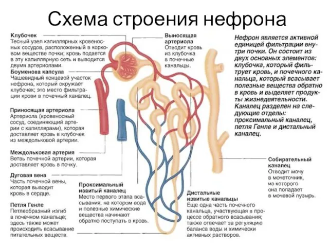 Схема строения нефрона