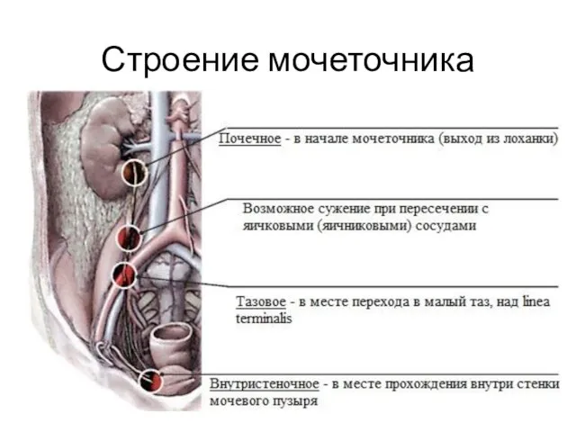 Строение мочеточника