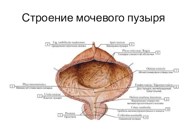 Строение мочевого пузыря