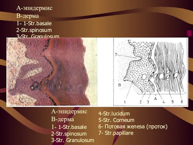 А-эпидермис В-дерма 1- 1-Str.basale 2-Str.spinosum 3-Str. Granulosum А-эпидермис В-дерма 1-