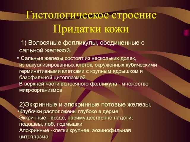 Гистологическое строение Придатки кожи 1) Волосяные фолликулы, соединенные с сальной