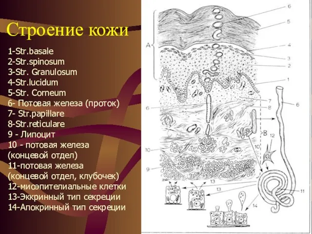 Строение кожи 1-Str.basale 2-Str.spinosum 3-Str. Granulosum 4-Str.lucidum 5-Str. Corneum 6-