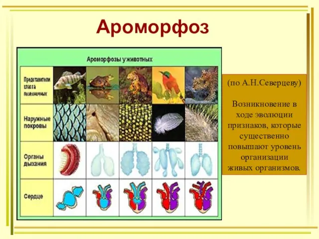 Ароморфоз (по А.Н.Северцеву) Возникновение в ходе эволюции признаков, которые существенно повышают уровень организации живых организмов.