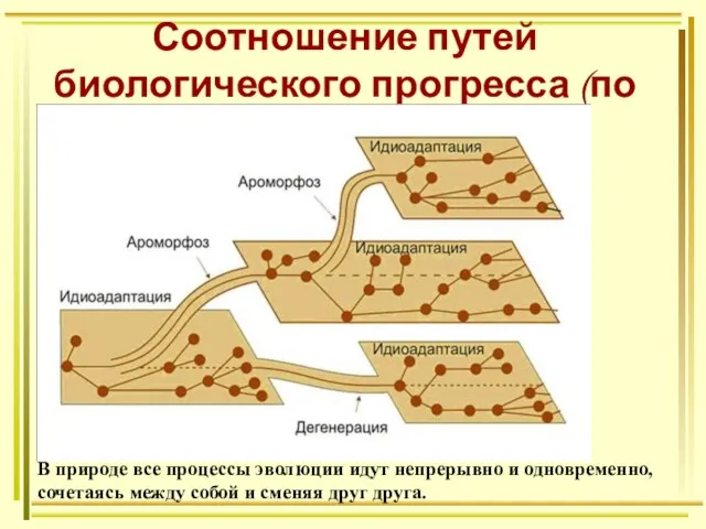 Соотношение путей биологического прогресса (по А.Н.Северцеву): В природе все процессы