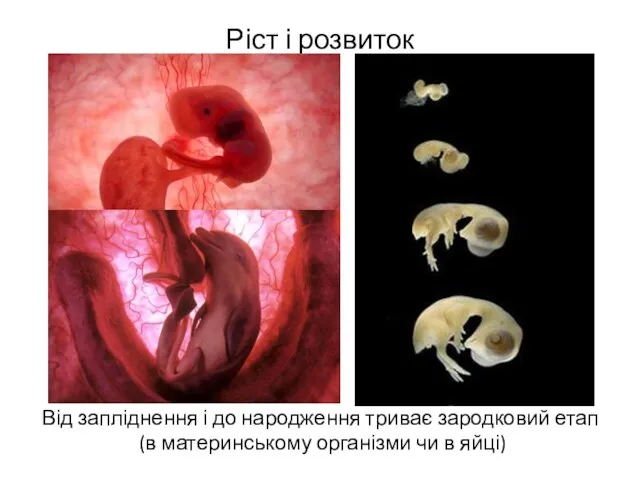 Ріст і розвиток Від запліднення і до народження триває зародковий етап (в материнському