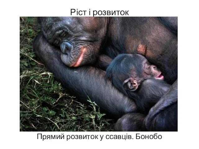 Ріст і розвиток Прямий розвиток у ссавців. Бонобо