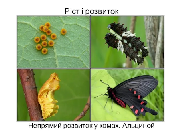 Ріст і розвиток Непрямий розвиток у комах. Альциной