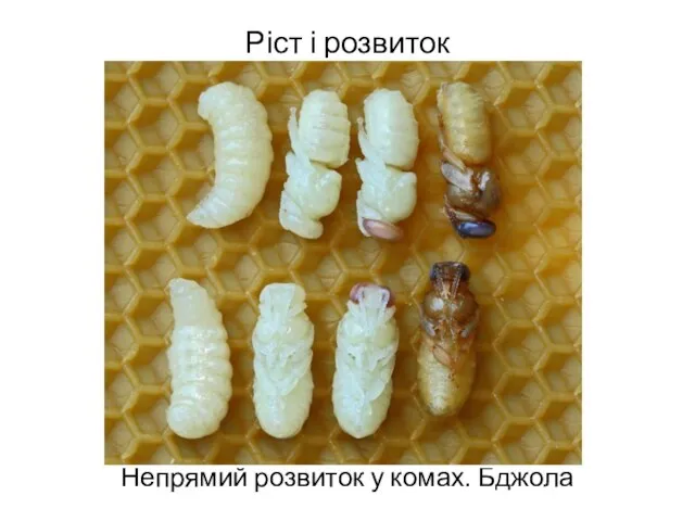 Ріст і розвиток Непрямий розвиток у комах. Бджола