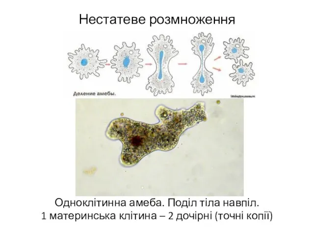 Нестатеве розмноження Одноклітинна амеба. Поділ тіла навпіл. 1 материнська клітина – 2 дочірні (точні копії)