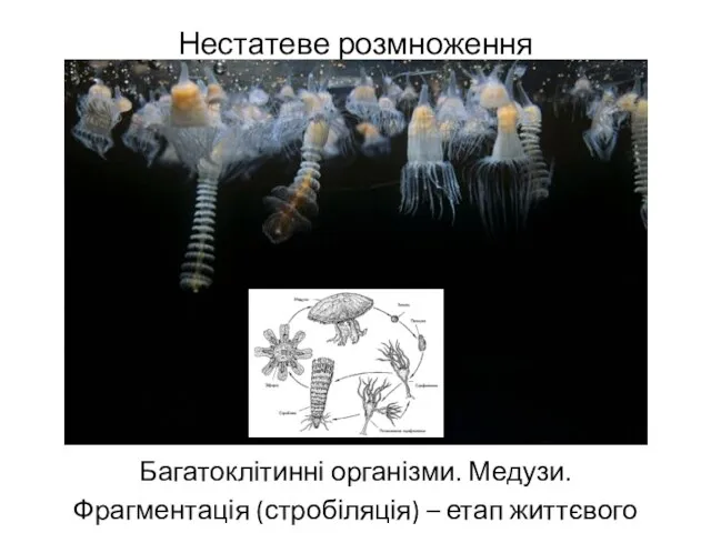 Нестатеве розмноження Багатоклітинні організми. Медузи. Фрагментація (стробіляція) – етап життєвого циклу