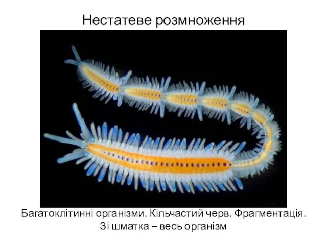 Нестатеве розмноження Багатоклітинні організми. Кільчастий черв. Фрагментація. Зі шматка – весь організм
