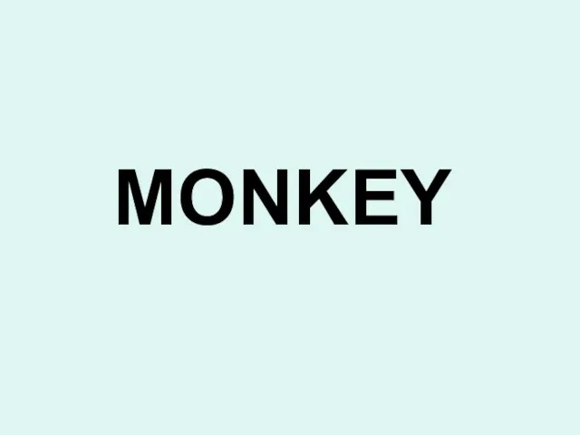 MONKEY