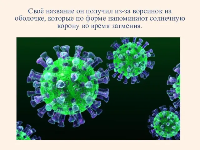 Своё название он получил из-за ворсинок на оболочке, которые по