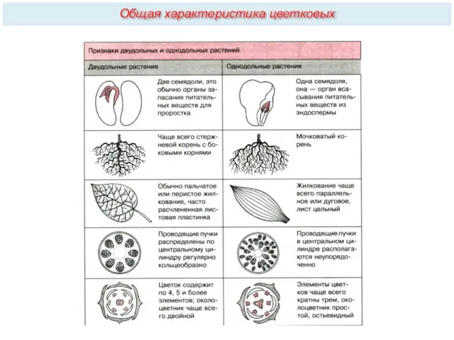 Общая характеристика цветковых