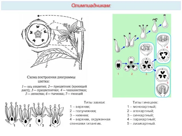 Олимпиадникам: Типы гинецеев: 1 – монокарпный; 2 – апокарпный; 3