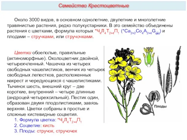 Около 3000 видов, в основном однолетние, двулетние и многолетние травянистые