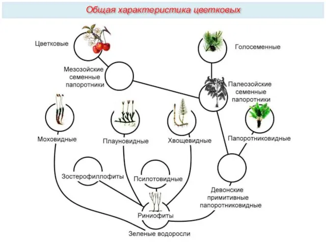 Общая характеристика цветковых