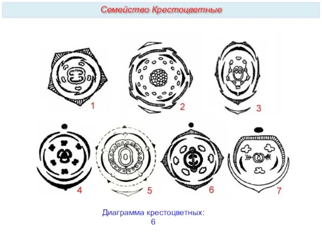 Диаграмма крестоцветных: 6 Семейство Крестоцветные