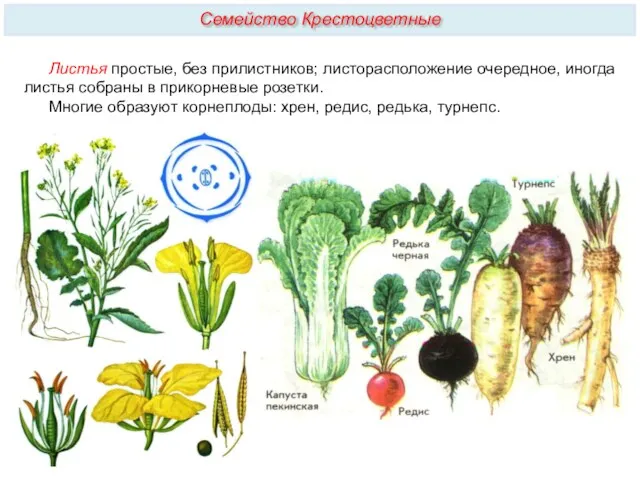 Семейство Крестоцветные Листья простые, без прилистников; листорасположение очередное, иногда листья