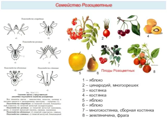 Семейство Розоцветные 1 – яблоко 2 – цинародий, многоорешек 3