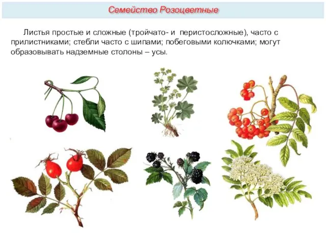 Листья простые и сложные (тройчато- и перистосложные), часто с прилистниками;