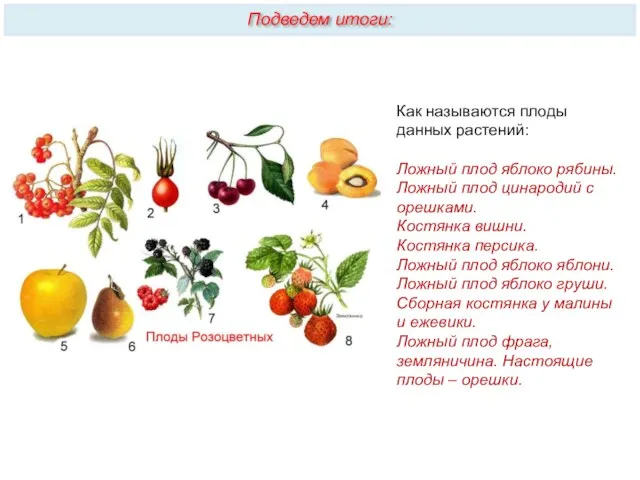 Как называются плоды данных растений: Ложный плод яблоко рябины. Ложный