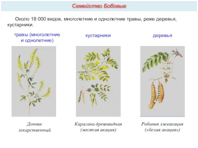 Около 18 000 видов, многолетние и однолетние травы, реже деревья,