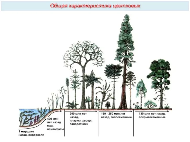 Общая характеристика цветковых