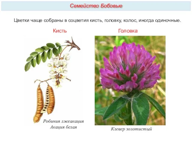 Цветки чаще собраны в соцветия кисть, головку, колос, иногда одиночные.