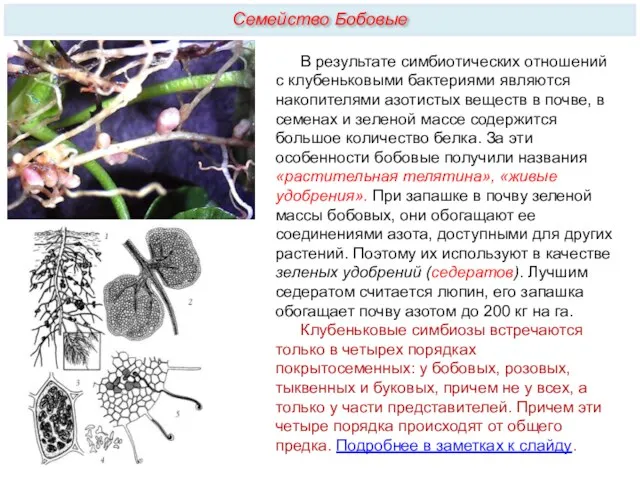 Семейство Бобовые В результате симбиотических отношений с клубеньковыми бактериями являются