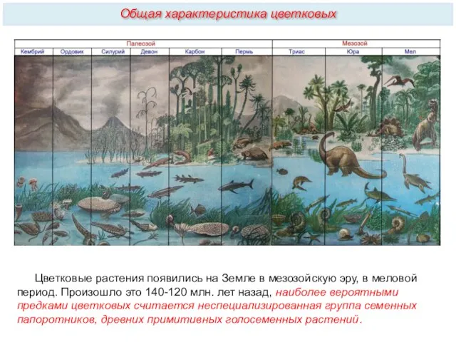 Цветковые растения появились на Земле в мезозойскую эру, в меловой