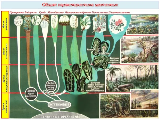 Общая характеристика цветковых