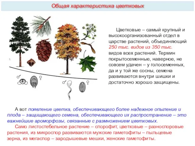 Цветковые – самый крупный и высокоорганизованный отдел в царстве растений,