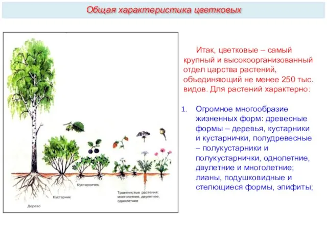 Итак, цветковые – самый крупный и высокоорганизованный отдел царства растений,