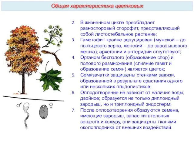 В жизненном цикле преобладает разноспоровый спорофит, представляющий собой листостебельное растение;