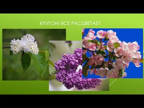 КРУГОМ ВСЕ РАСЦВЕТАЕТ