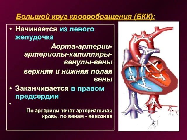 Большой круг кровообращения (БКК): Начинается из левого желудочка Аорта-артерии-артериолы-капилляры-венулы-вены верхняя