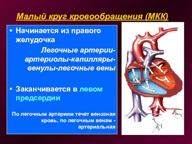 Малый круг кровообращения (МКК) Начинается из правого желудочка Легочные артерии-артериолы-капилляры-венулы-легочные